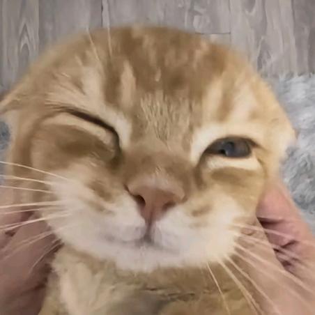 焉诺