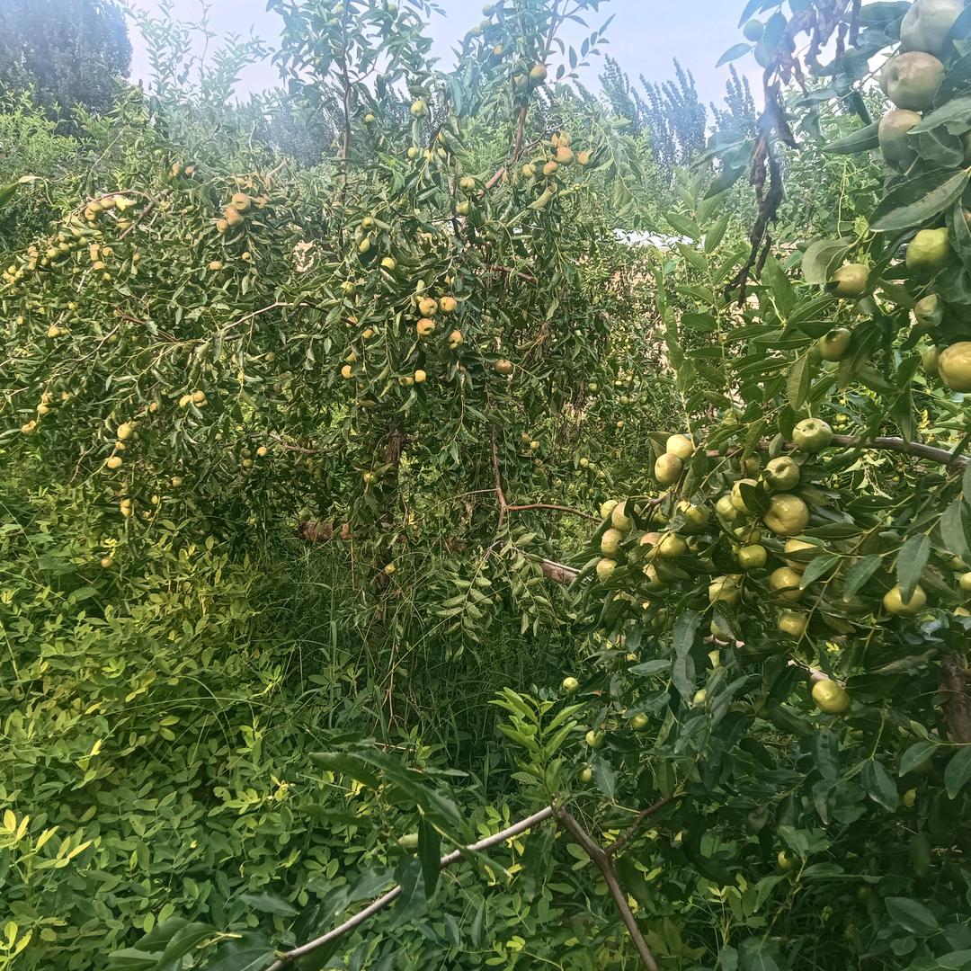 明天更美好