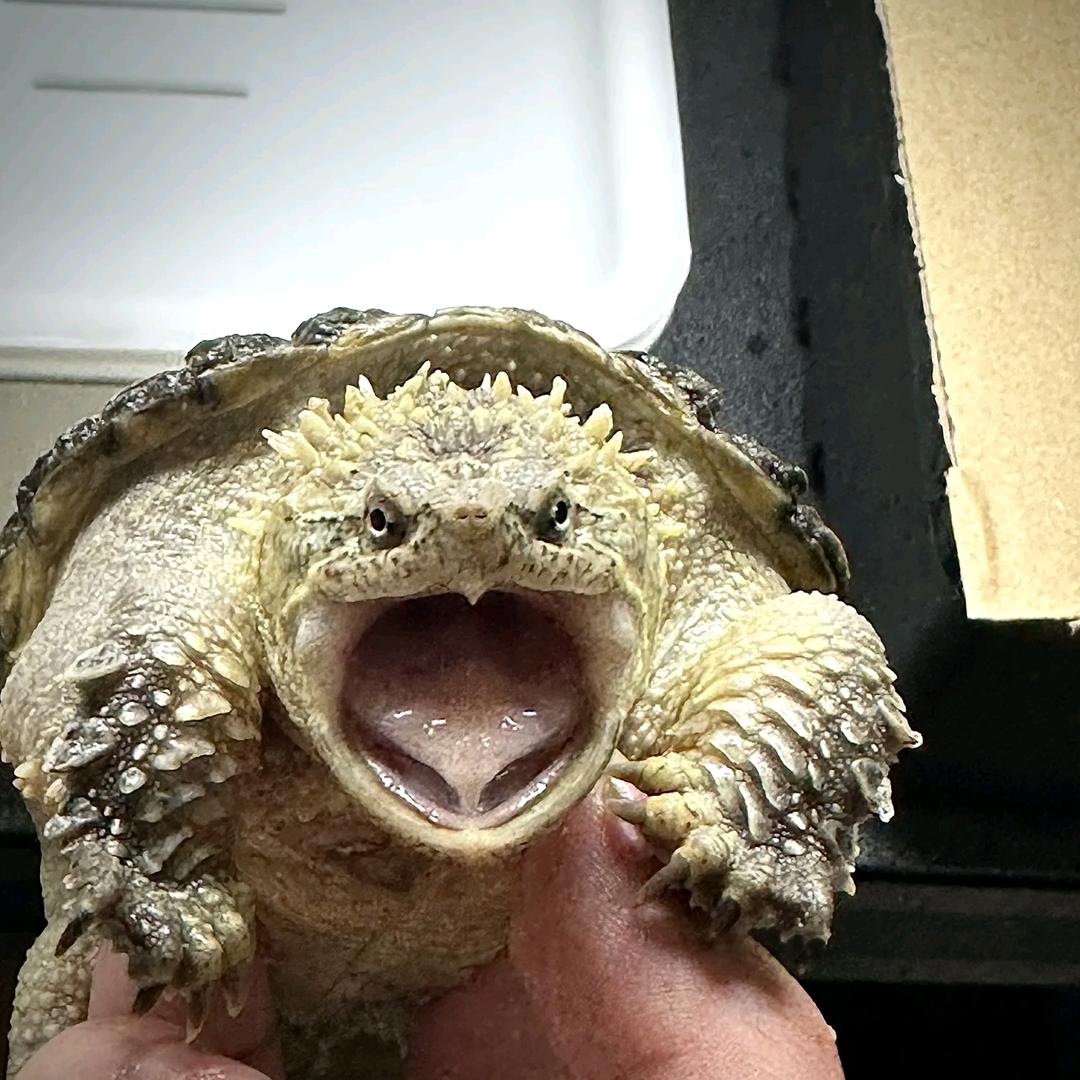 佛鳄小玩家