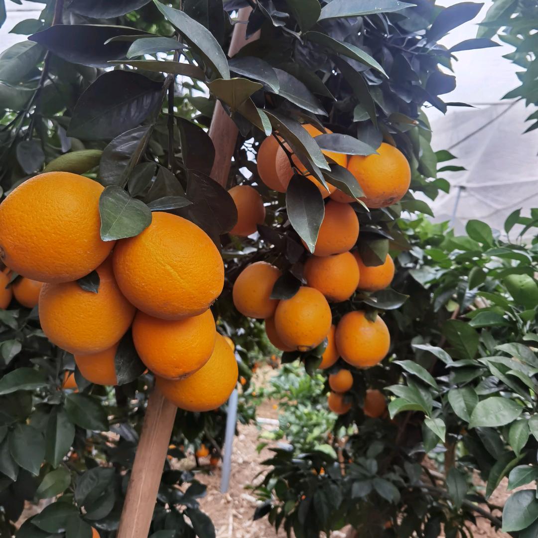 阿胜 🍒🍇🍓🍊🍋