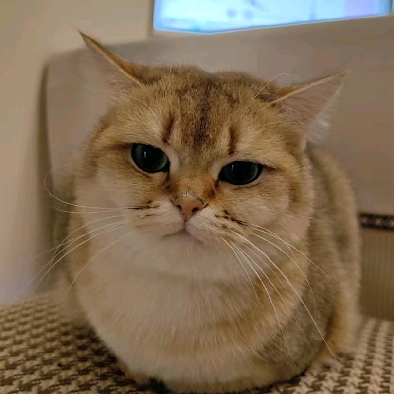 👀释然👀