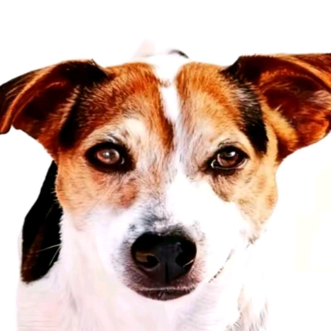 长翅膀的沙（第三账号）