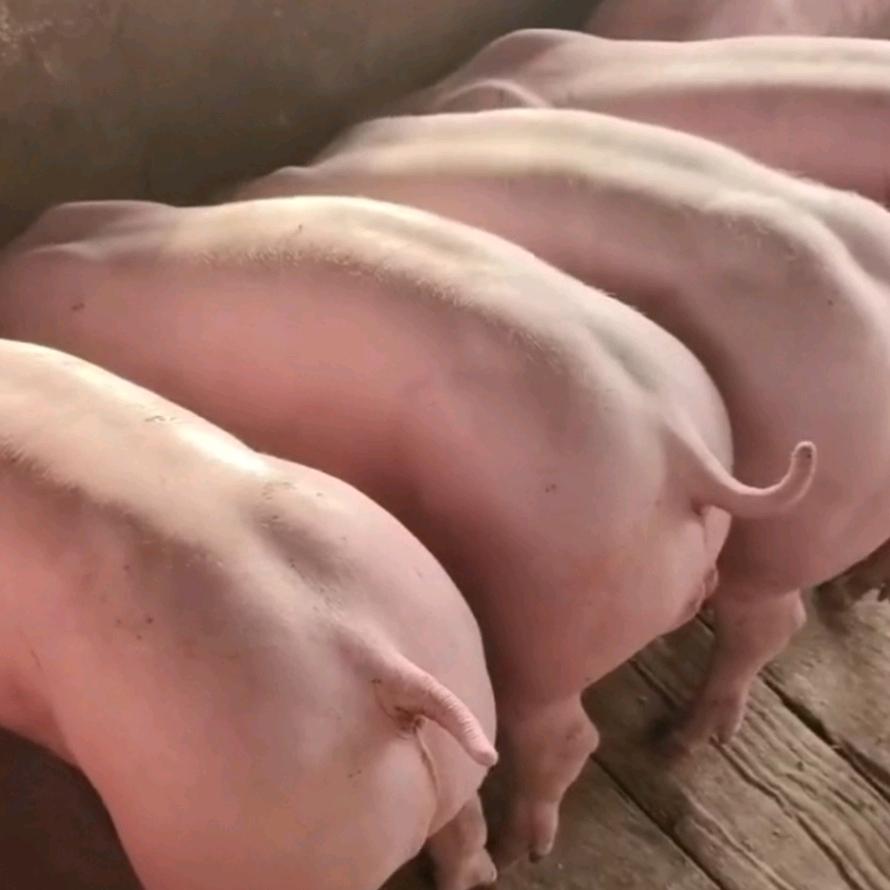 单亲妈妈回家养猪