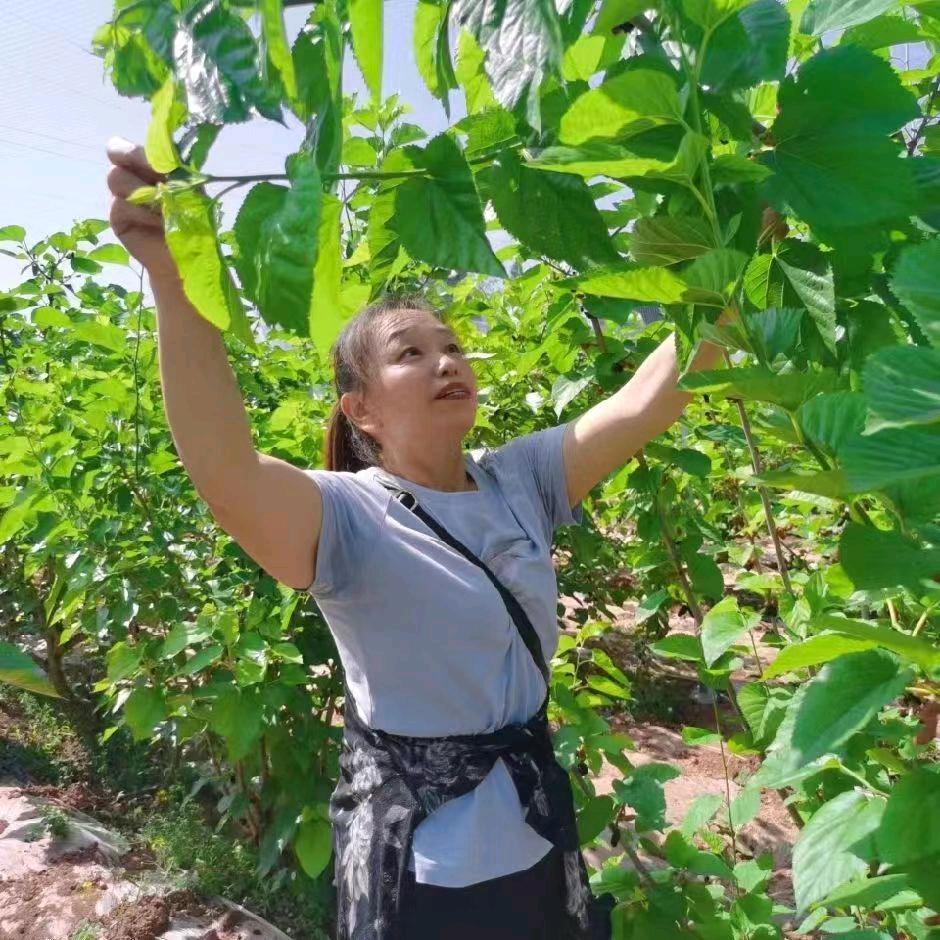 湫愿如兮