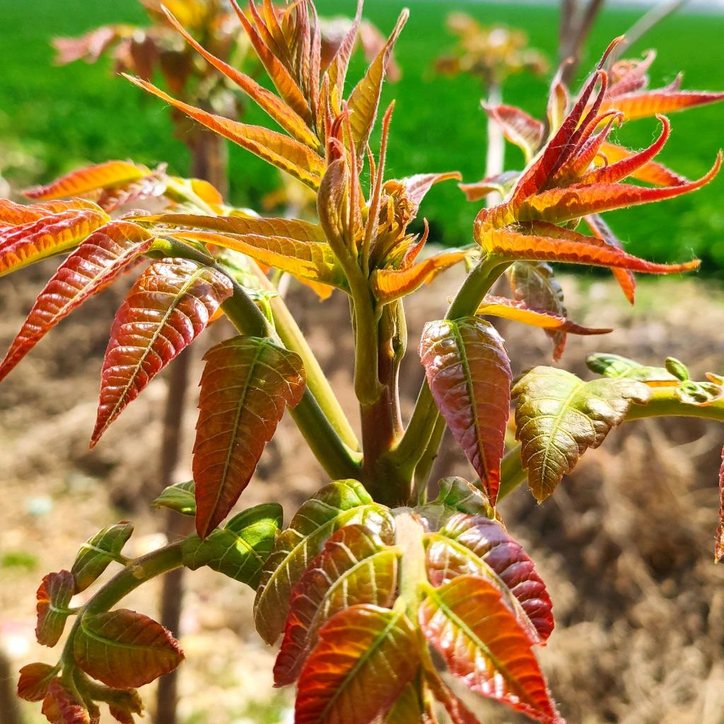 00后大学生返乡助农