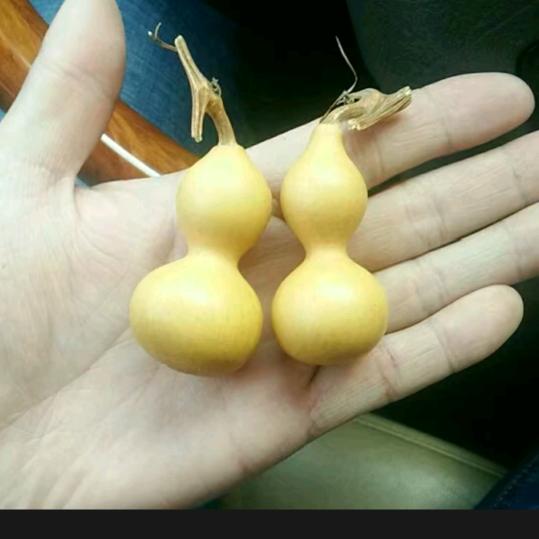 大亮-安国竟翔赛鸽俱乐部