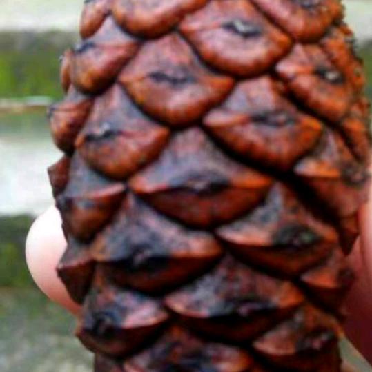 开心6点开播，8点下播