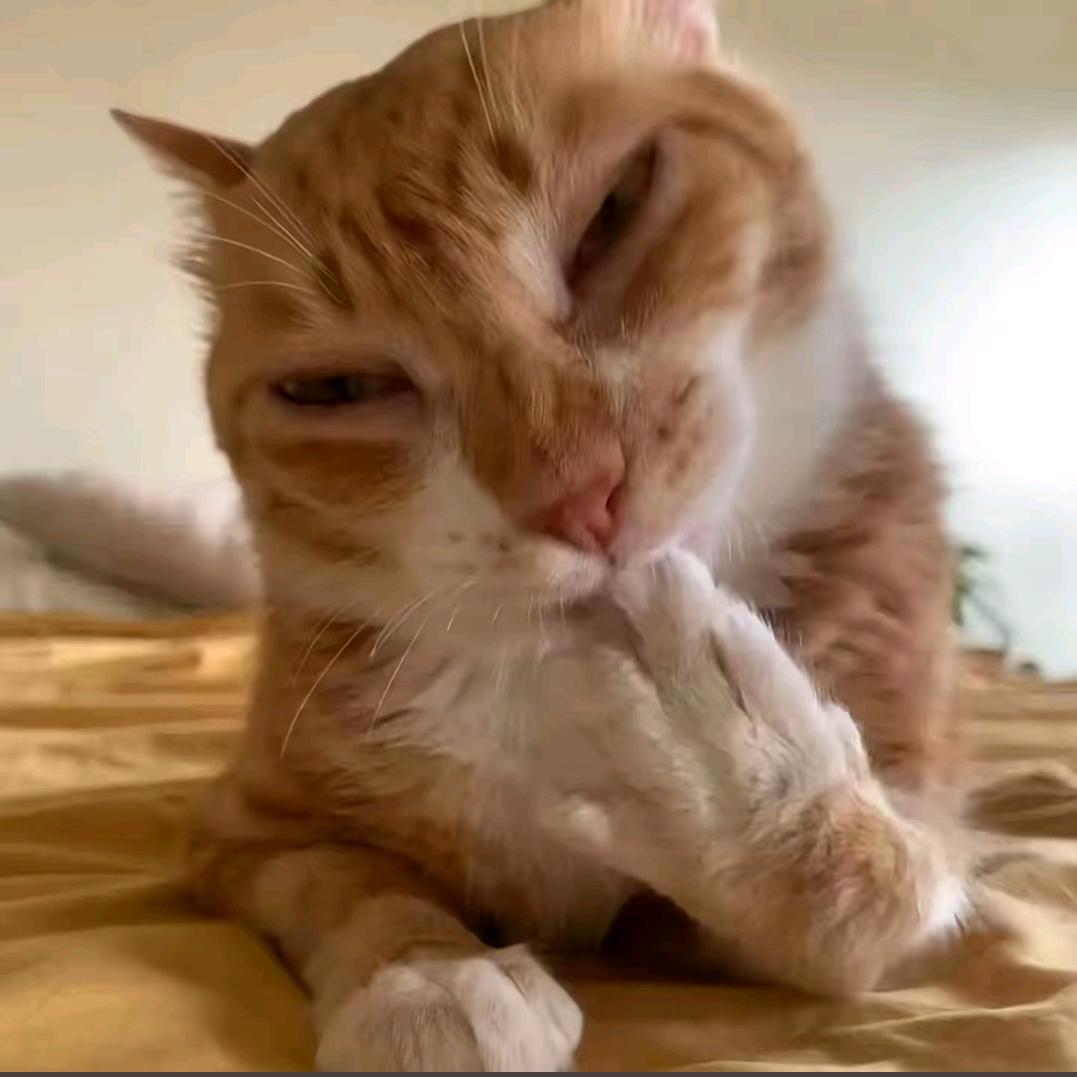 西伯利亚狼🐺🐺