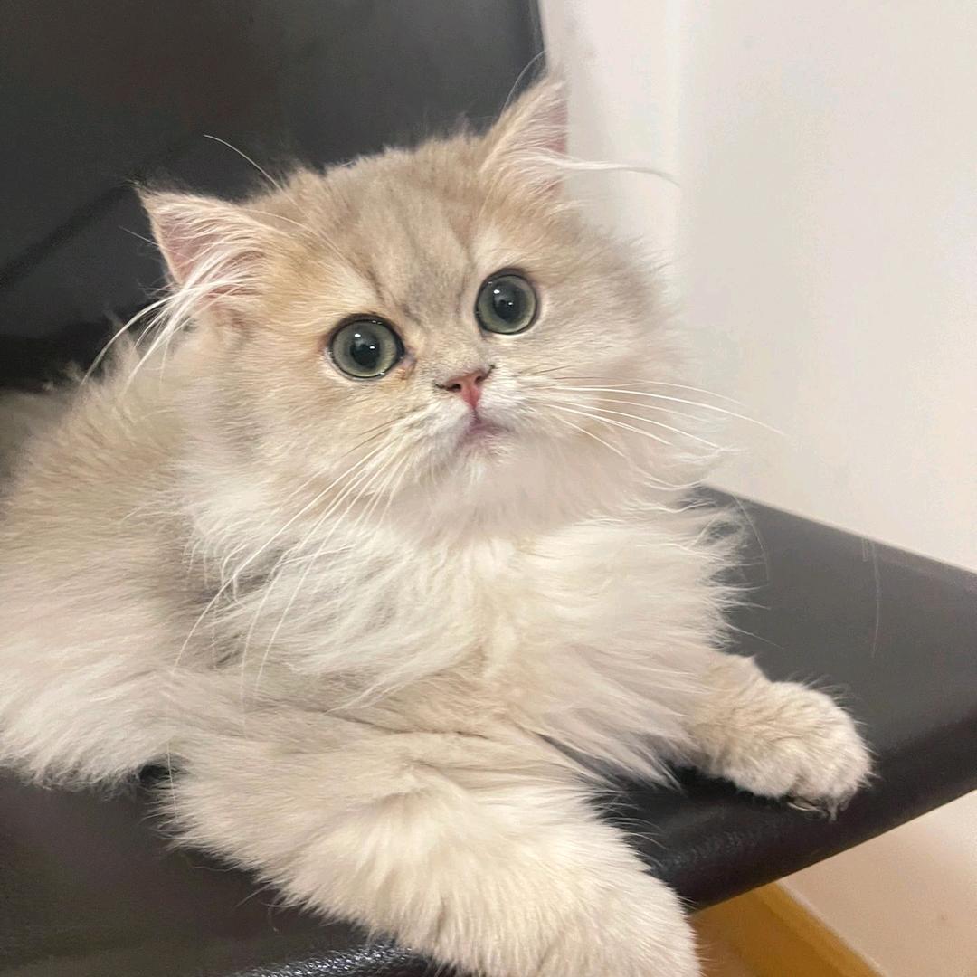 喵太萌找猫找狗寻宠服务部