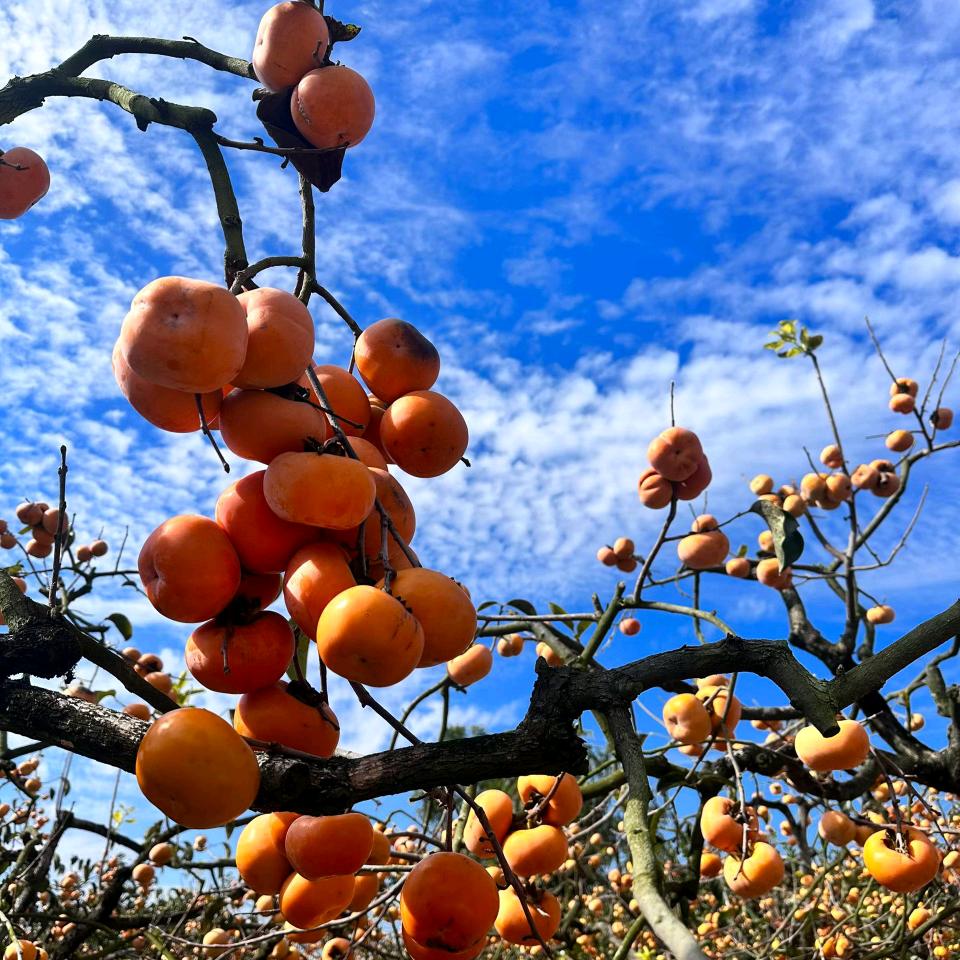 柿柿🍅🍅如意💞