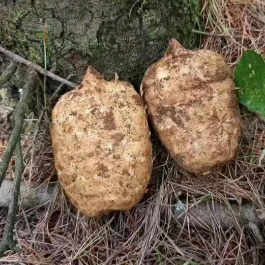 小草坝天麻