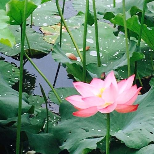 江小雨