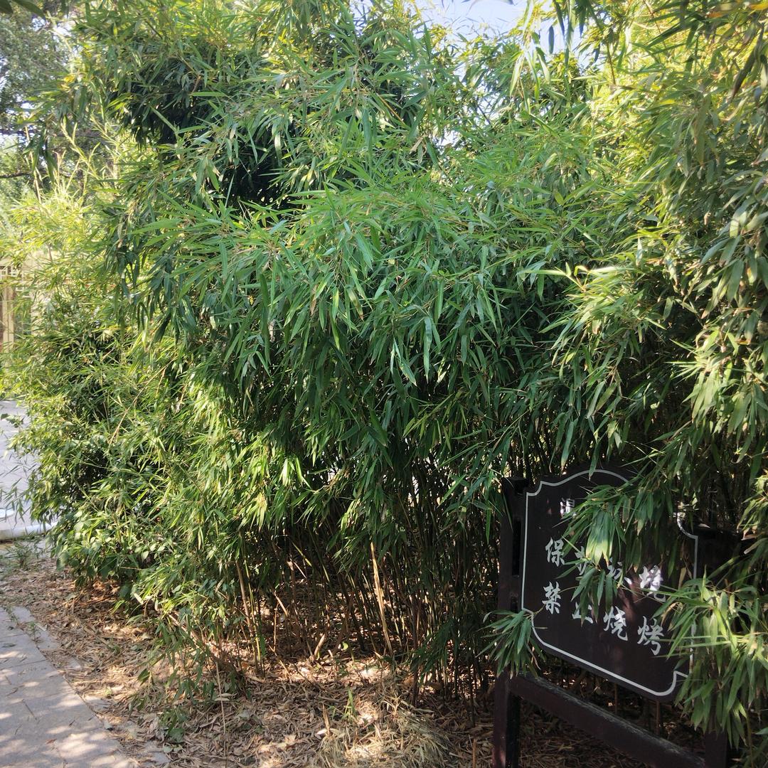 和光同尘