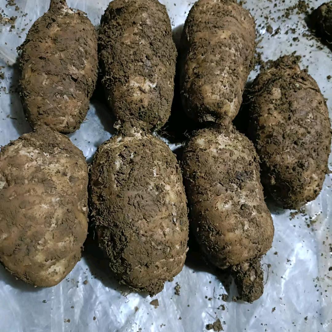 云南曹飞
