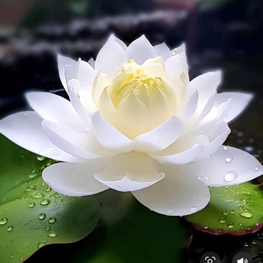 玄灵