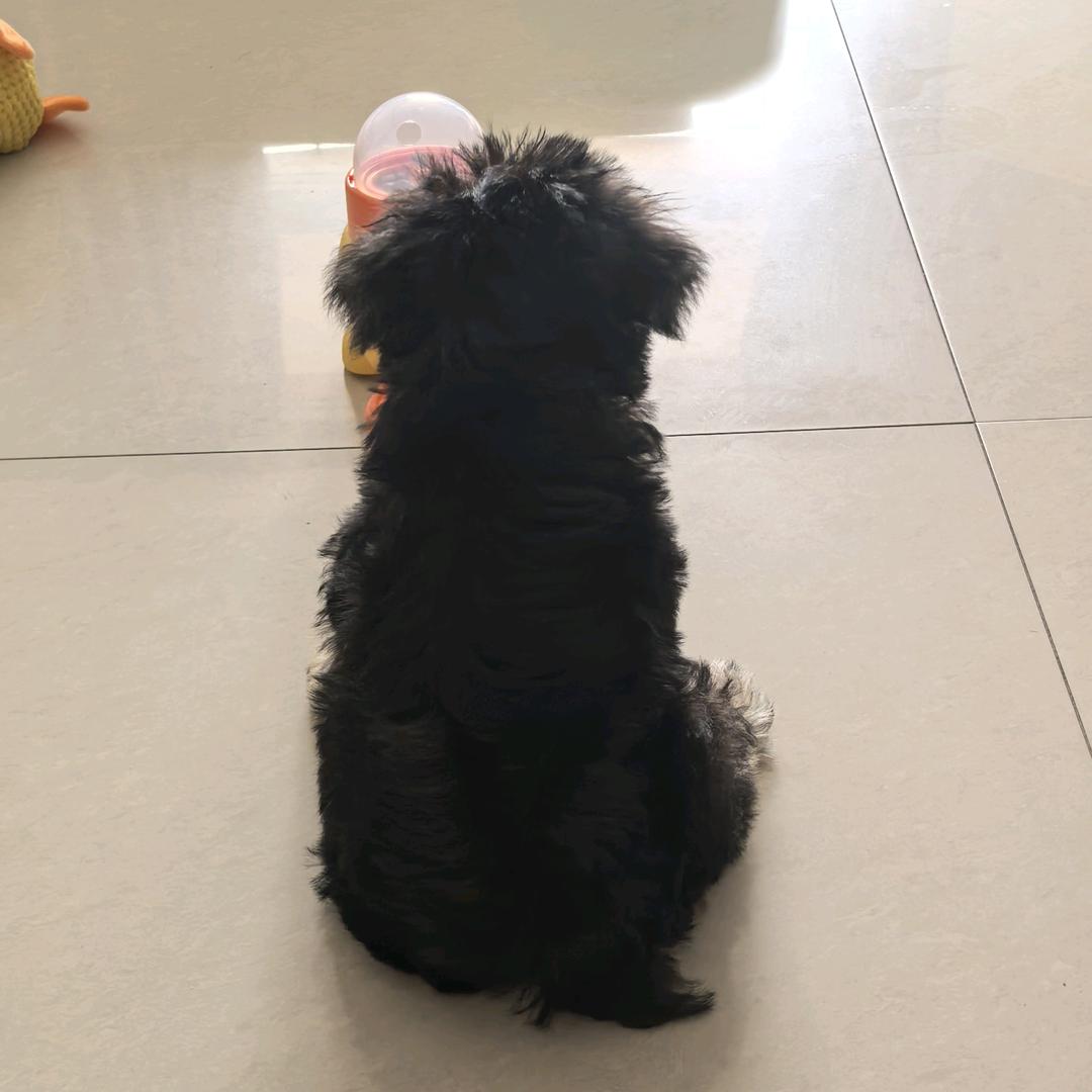 买蜡笔的小新