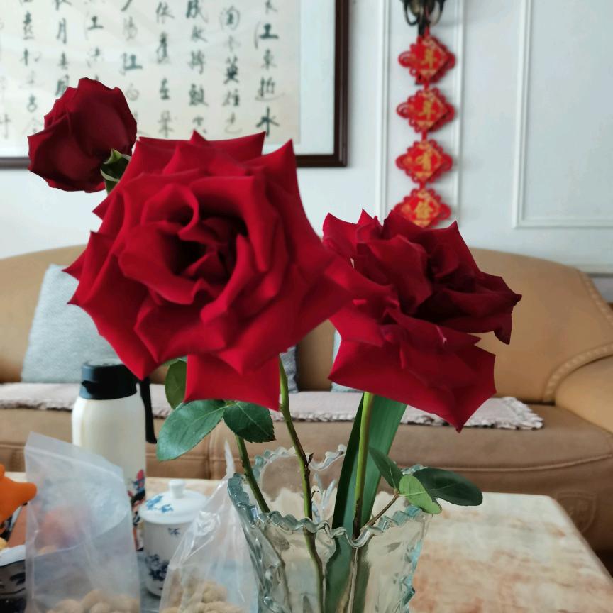 锦绣凤鸣