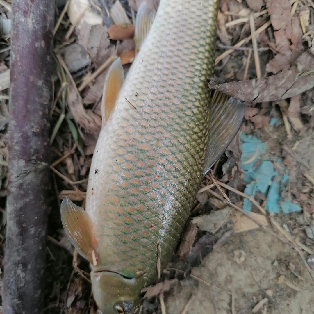 爱.钓虾