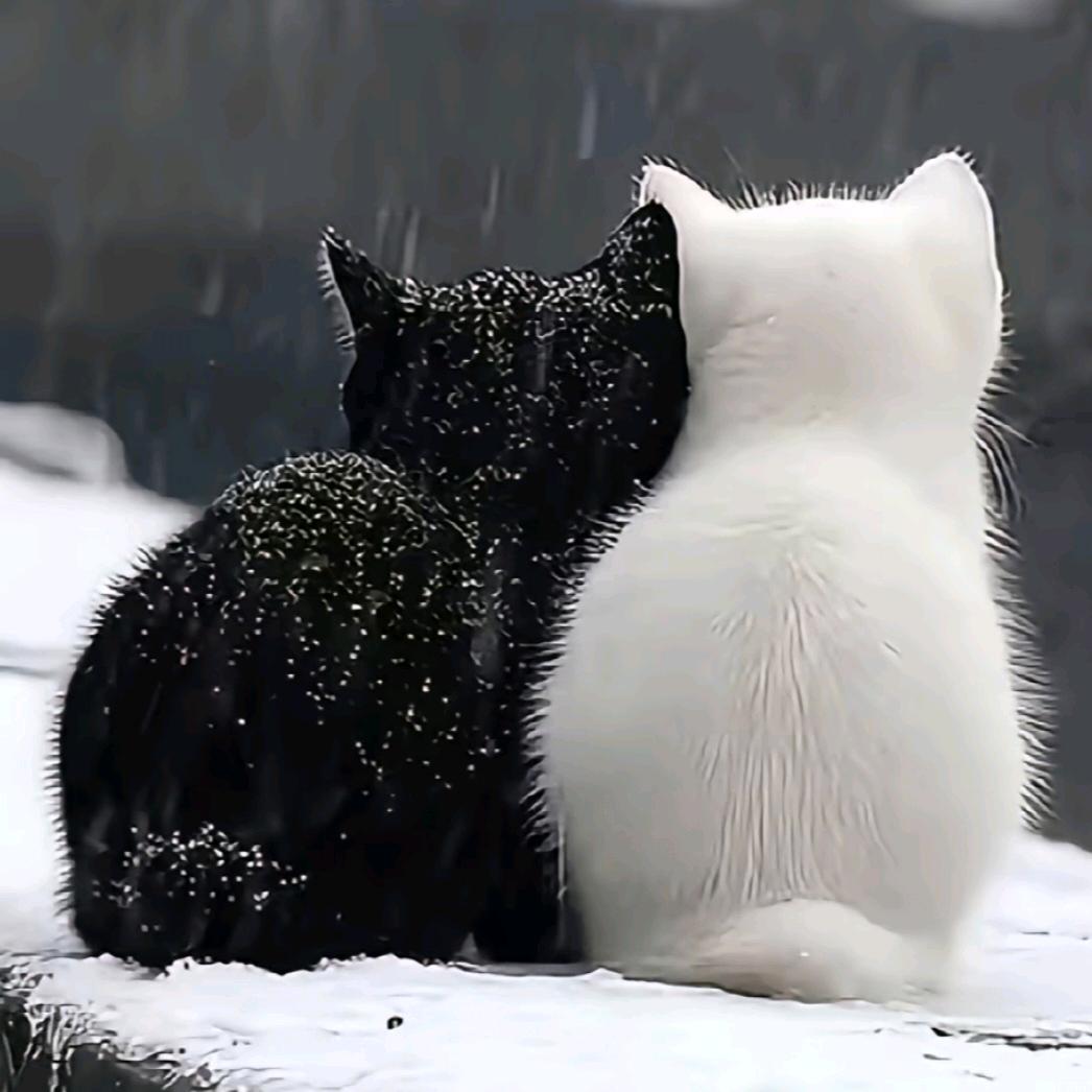 💫   ☘︎ ݁˖꙳念安