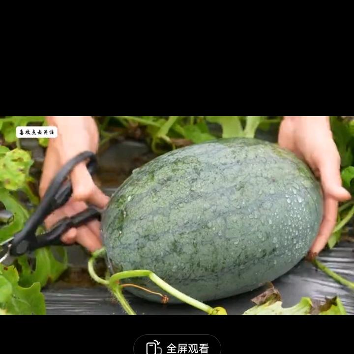 嘻嘻嘻西西西