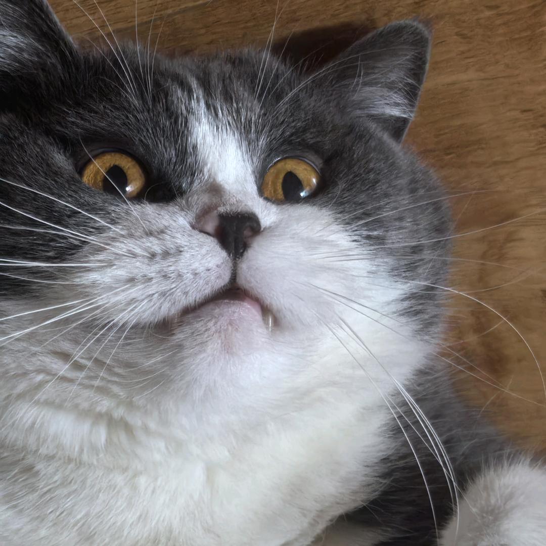 鸭蛋萌主