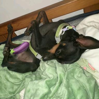 狗熊岭一字防/.♛