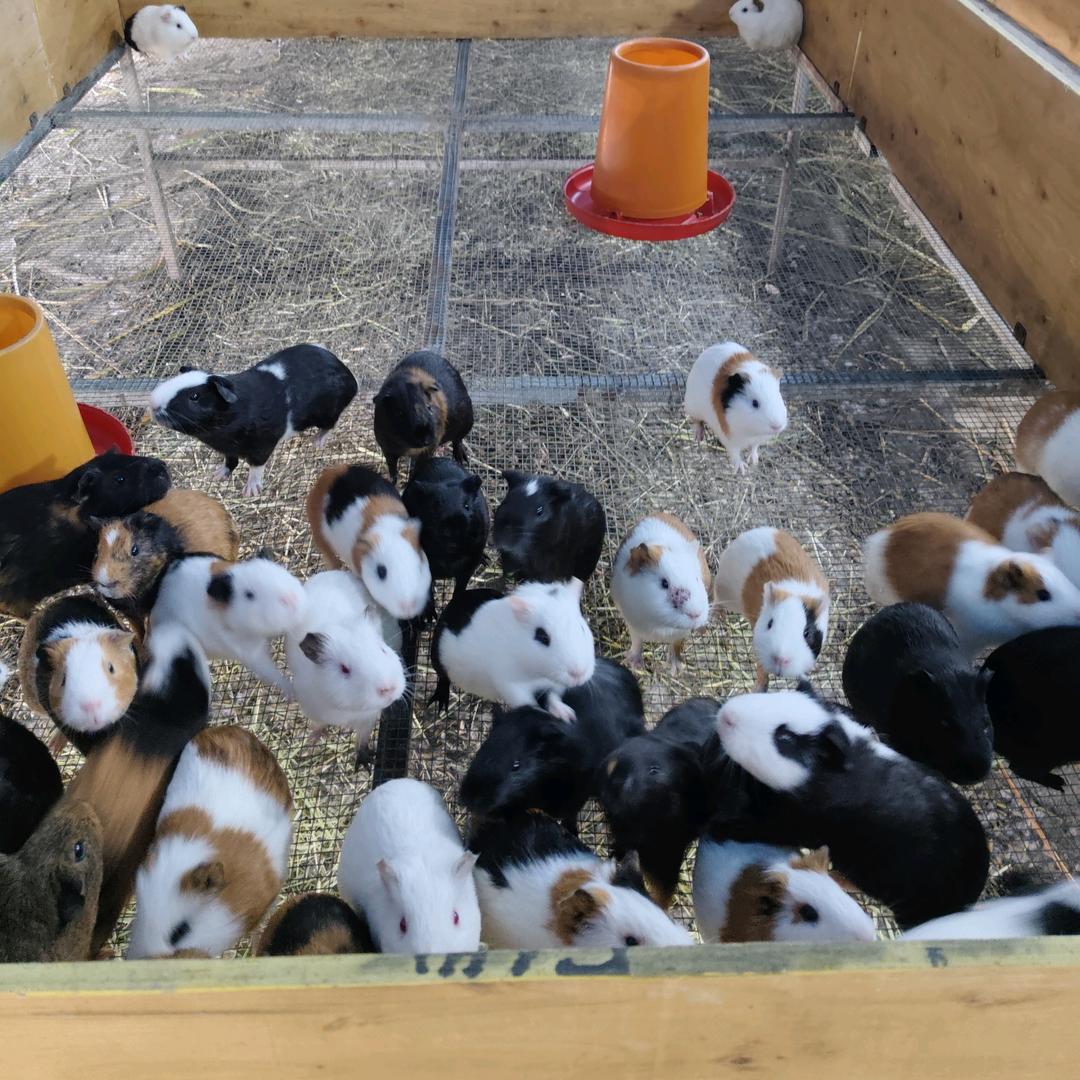 贵州豚鼠种苗批发