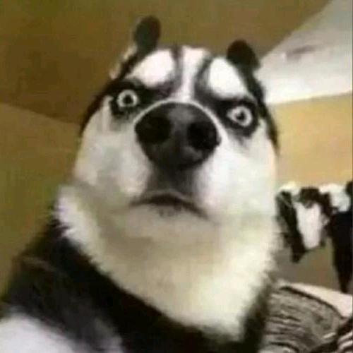 一个人，一只狗🌚