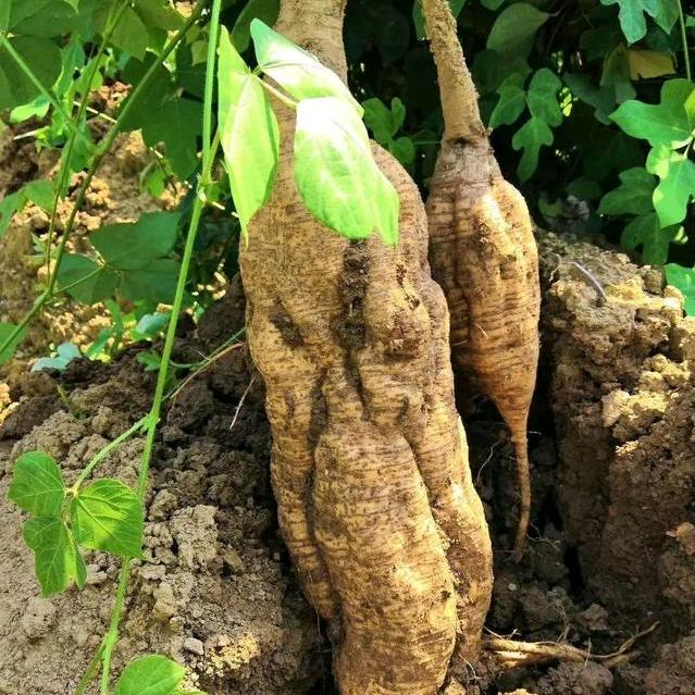 葛根种植吕伟
