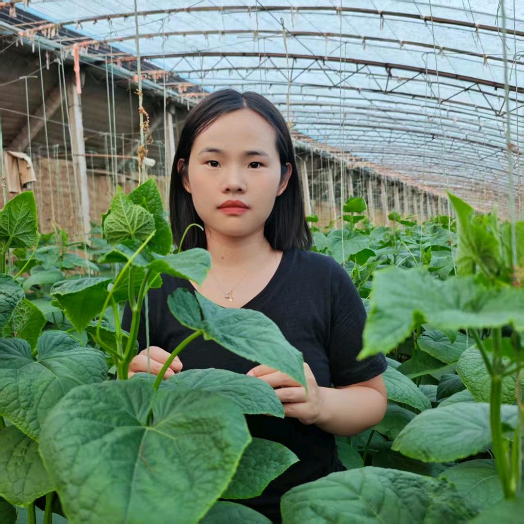 牛多多厂家一黄瓜种植尚老师