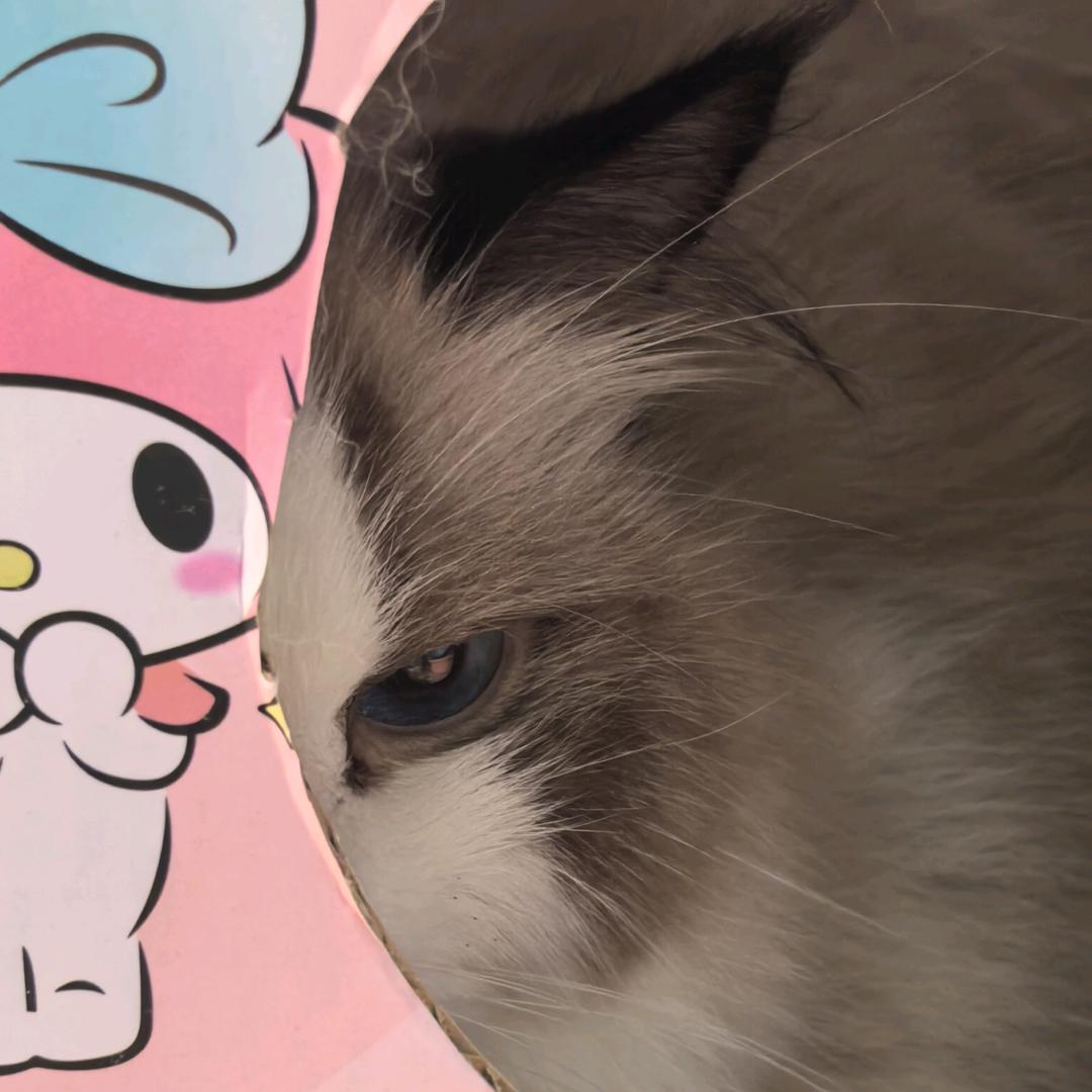 琴曦（望月未央）