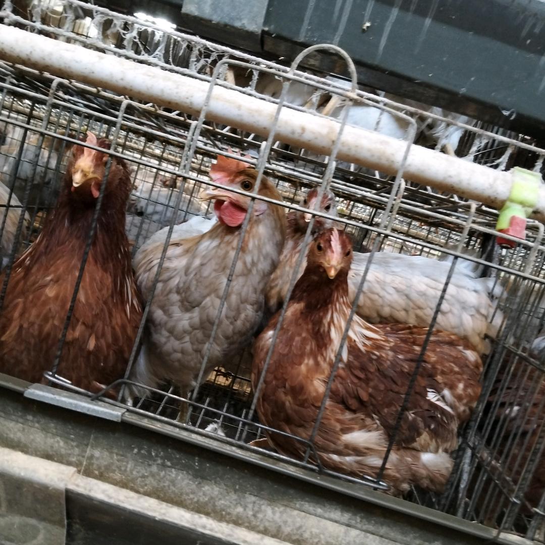 容易受伤的心～（珊珊养鸡）