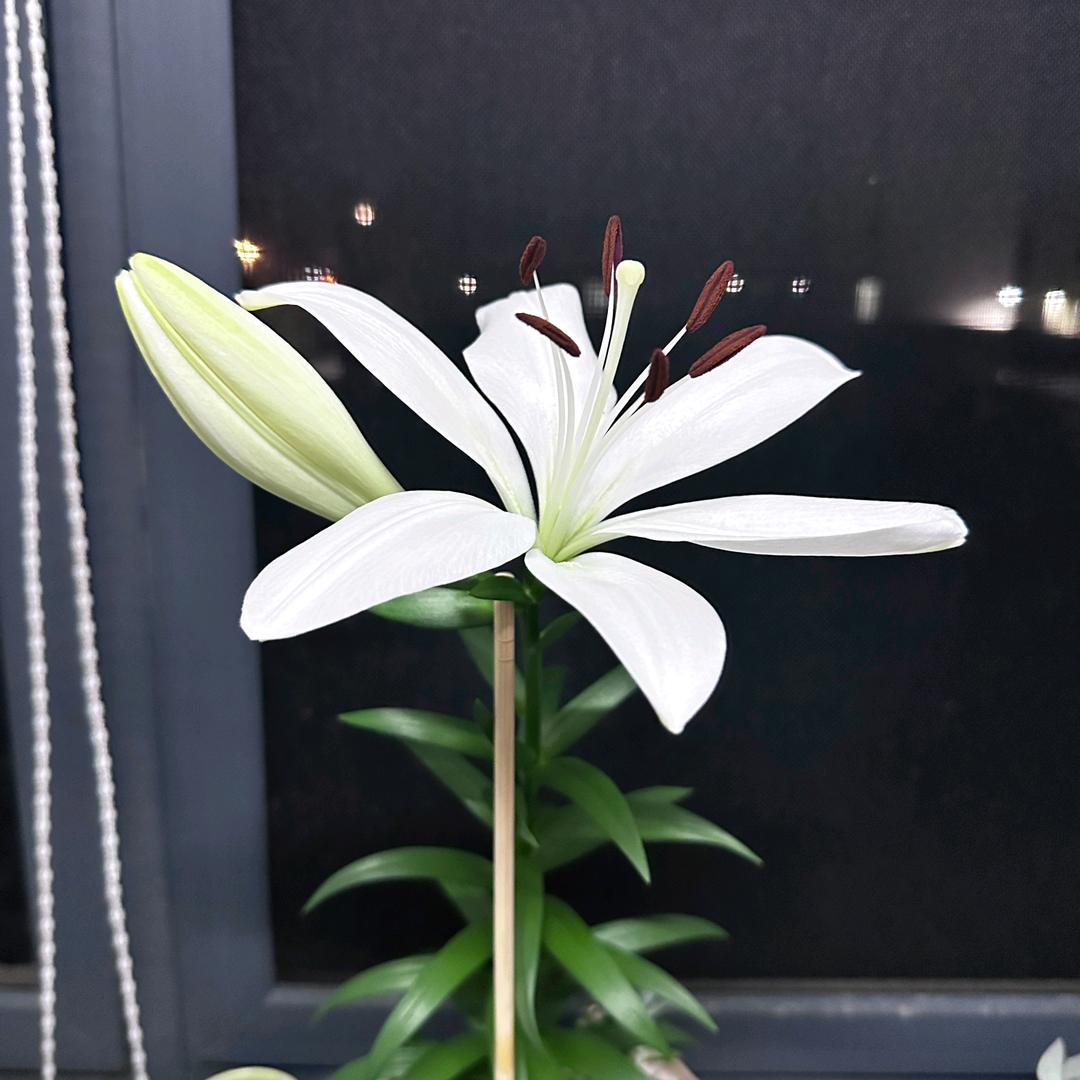 红红.