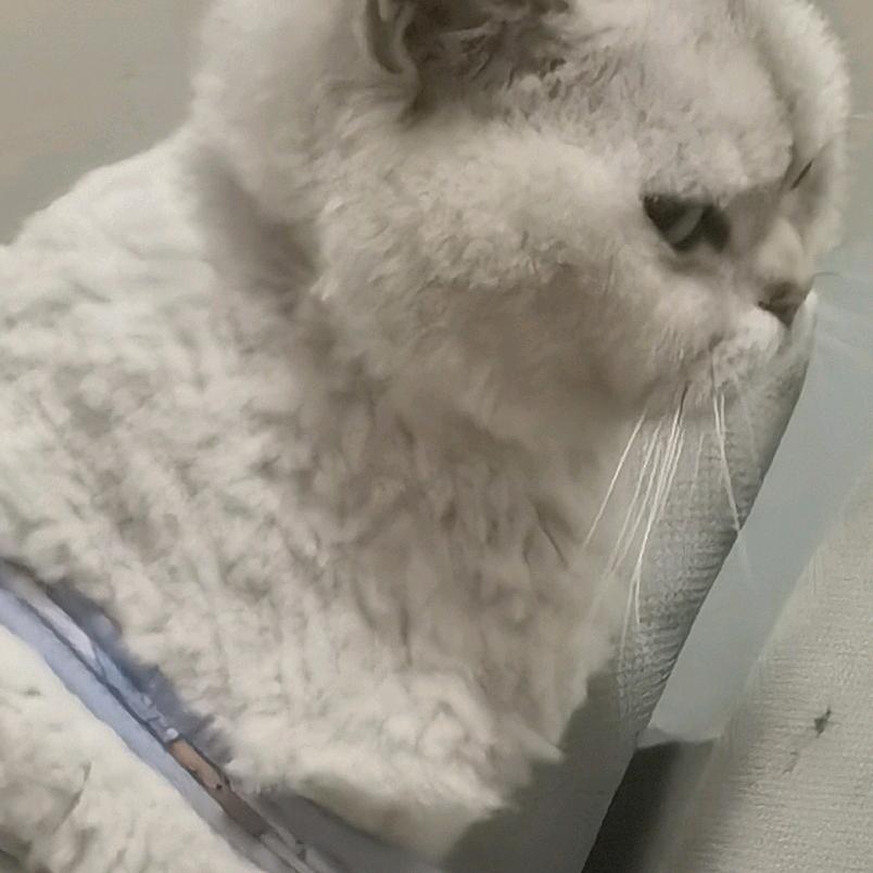 我要玩对峙2