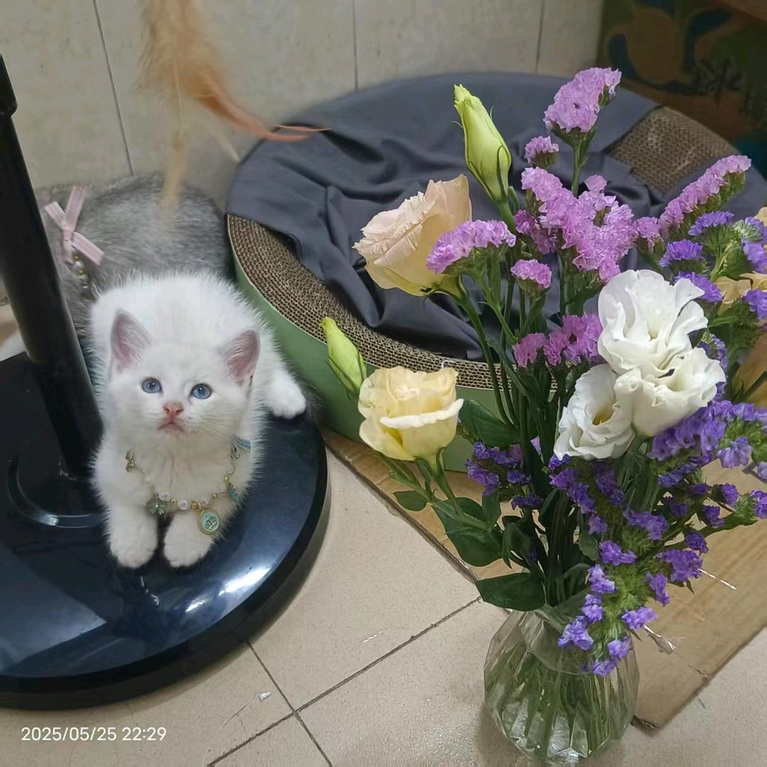红绿灯是小猫咪♚