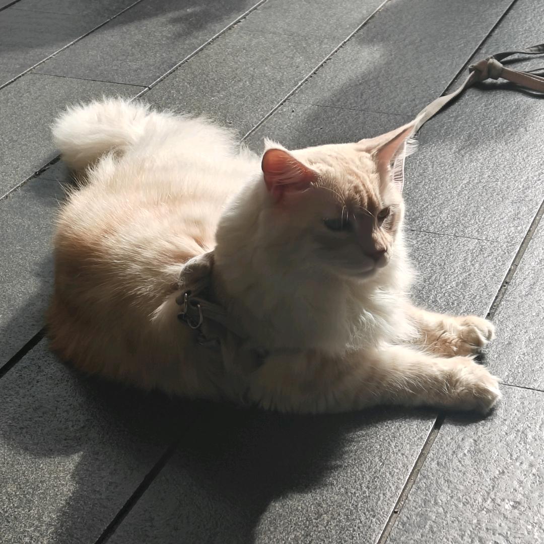 桑榆非晚