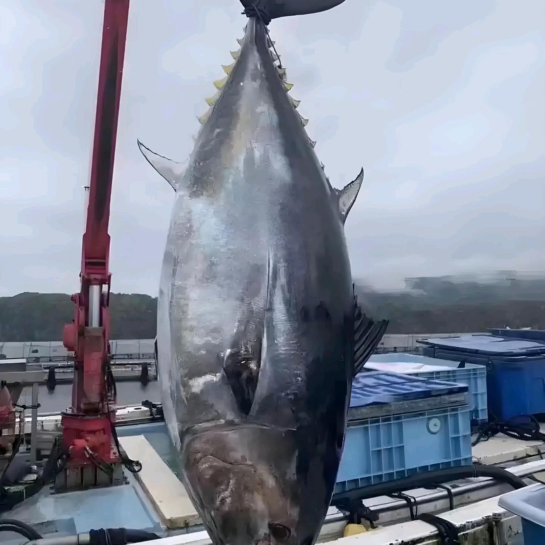 金枪鱼福利专场