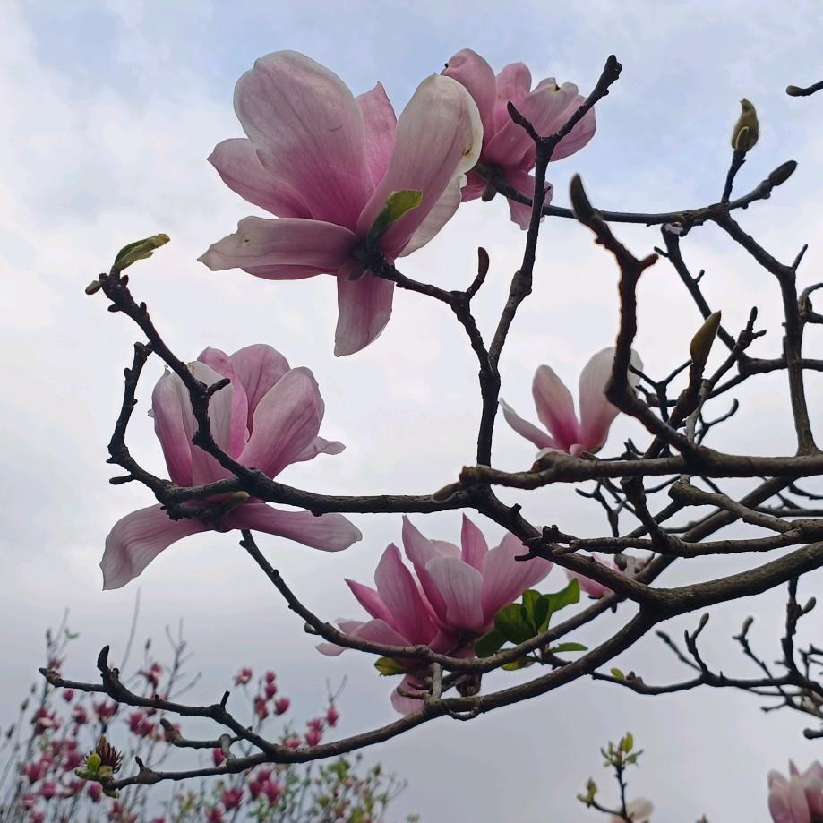 芯！星！达达呀！