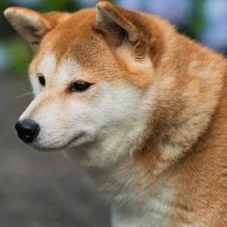 尘扬