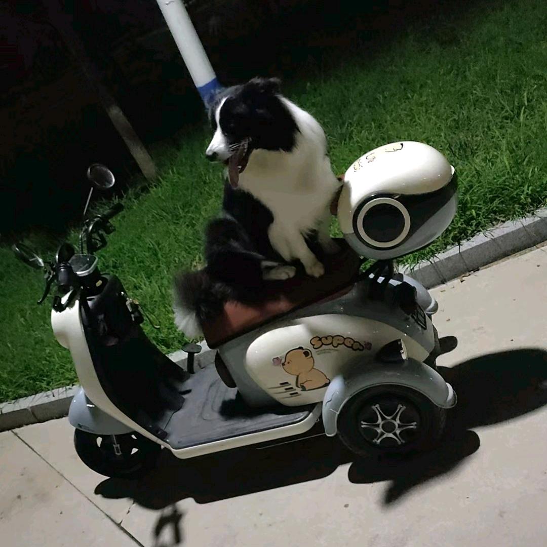 边牧巧克力