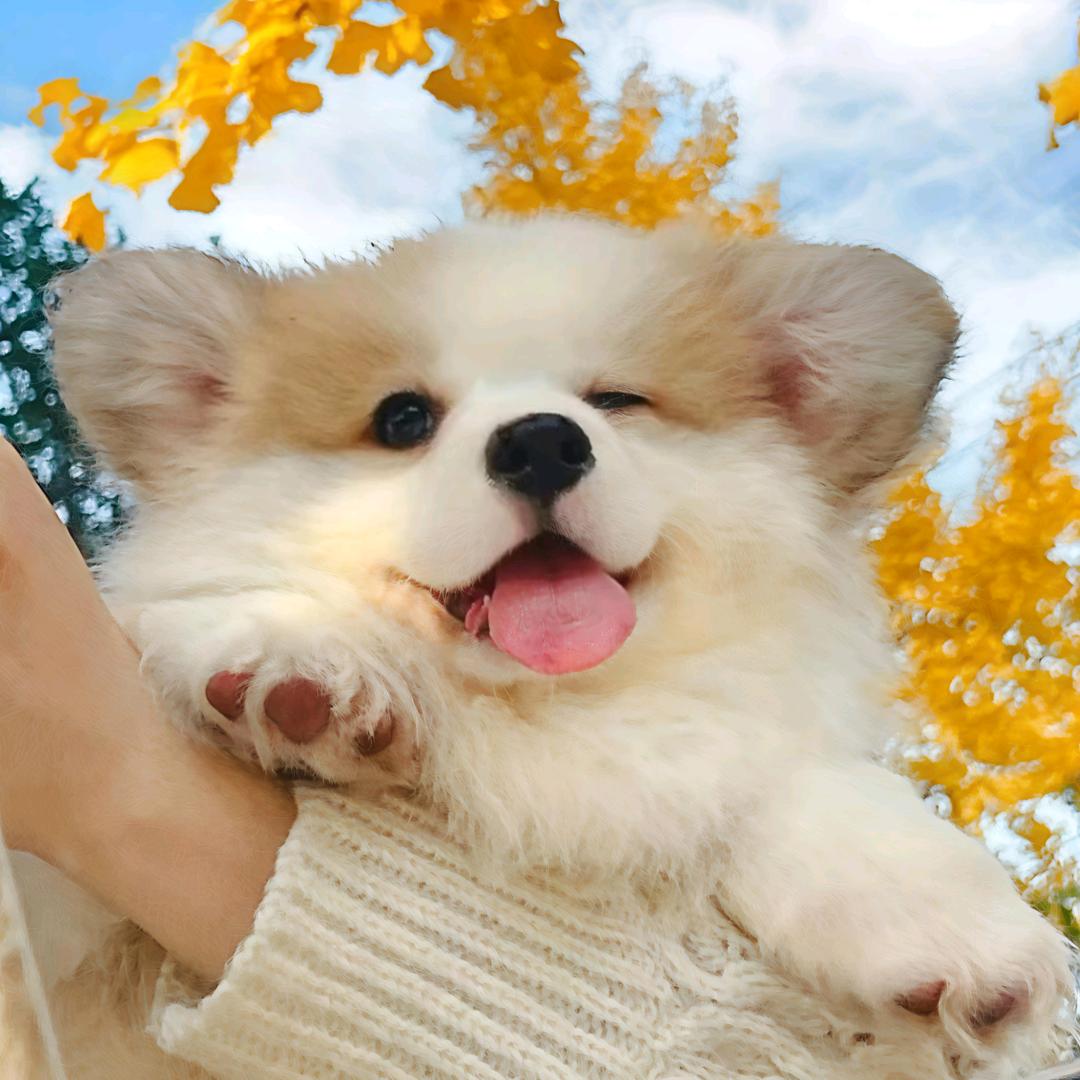♡梦境头像