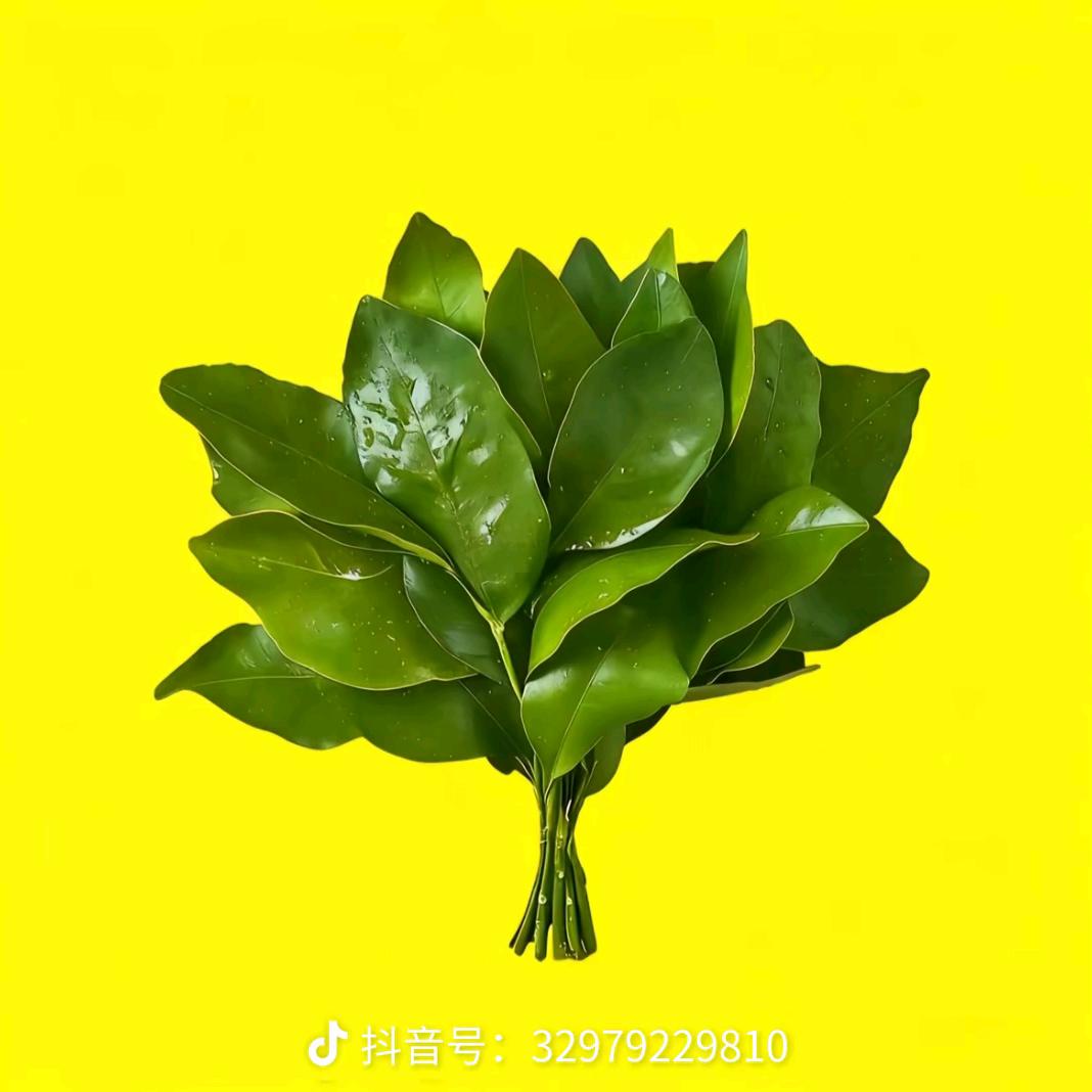 ᭄薄荷ꦿོ加冰