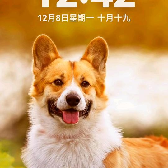z野鸡