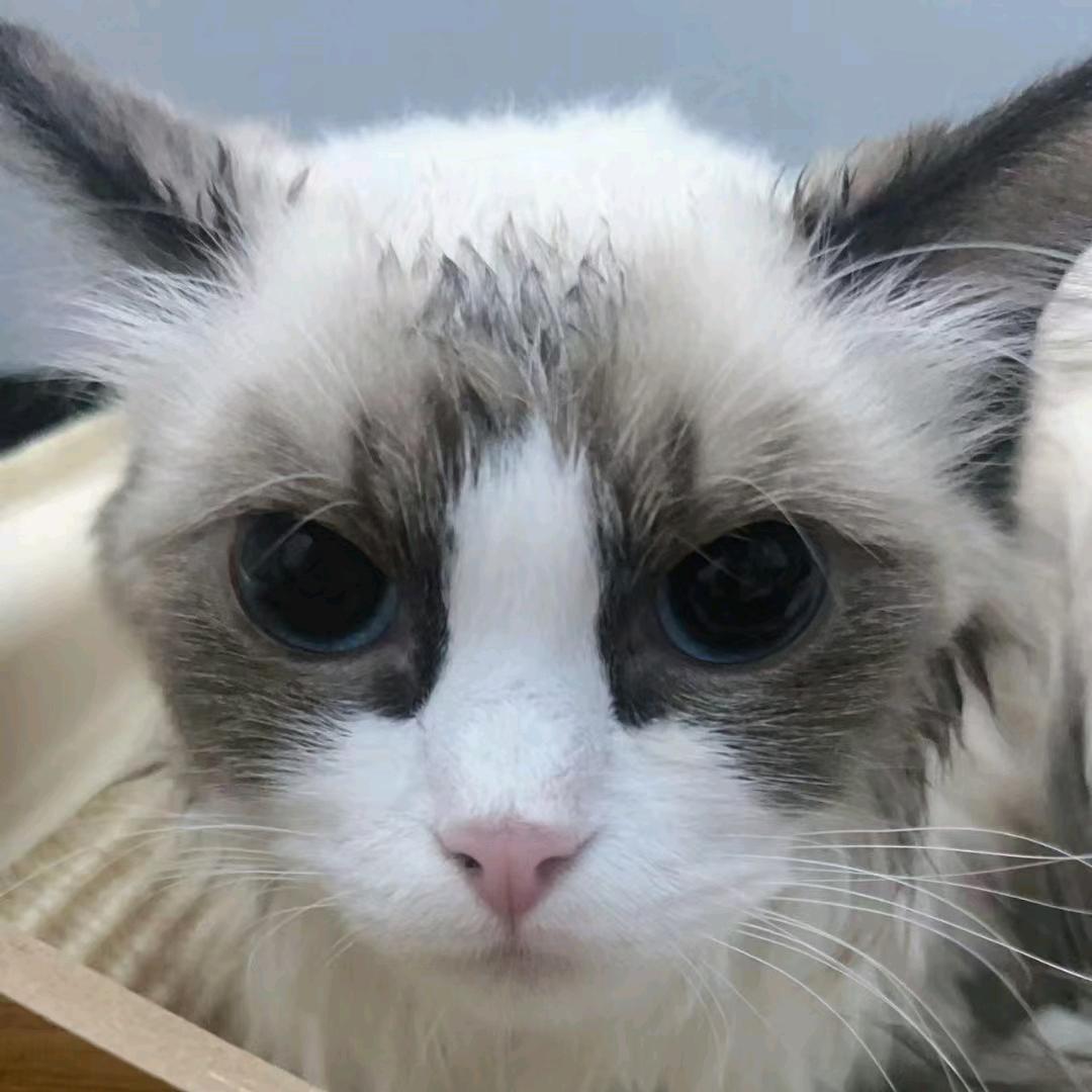 莼