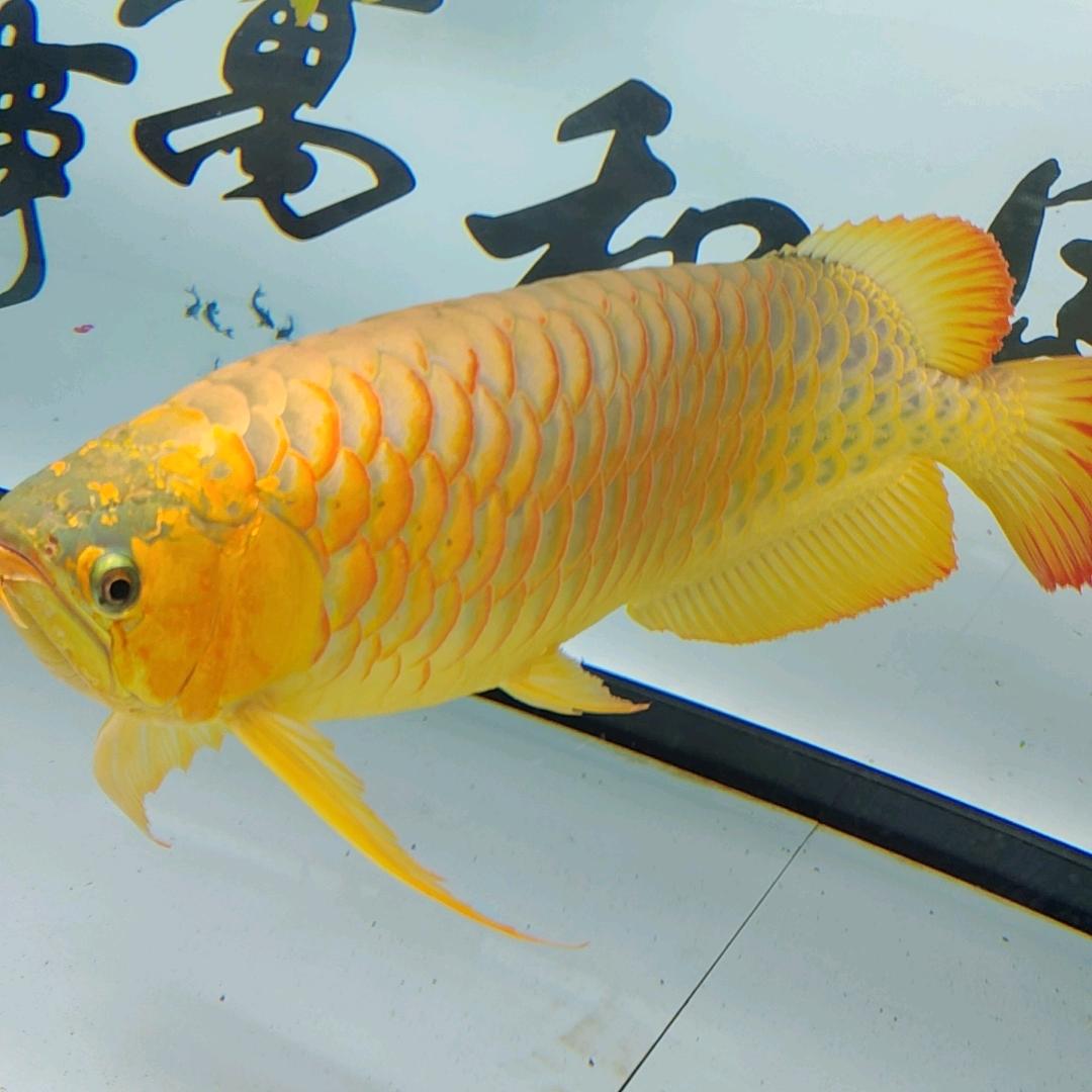 王者游走