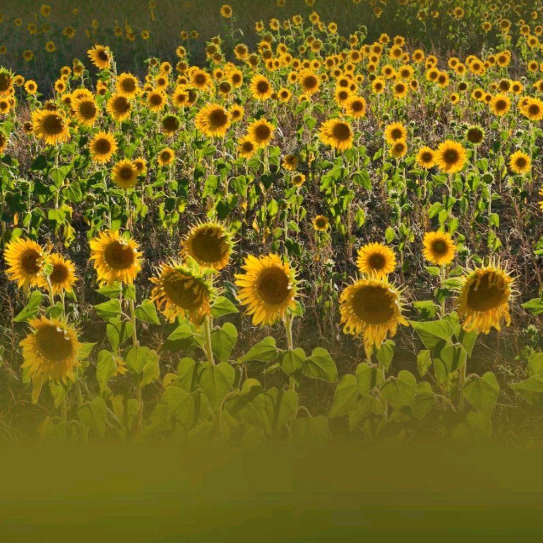 牵一只蜗牛去散步~