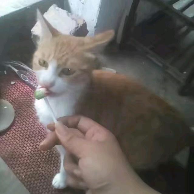 🎁黑粉带头大哥气死人不偿命🎁