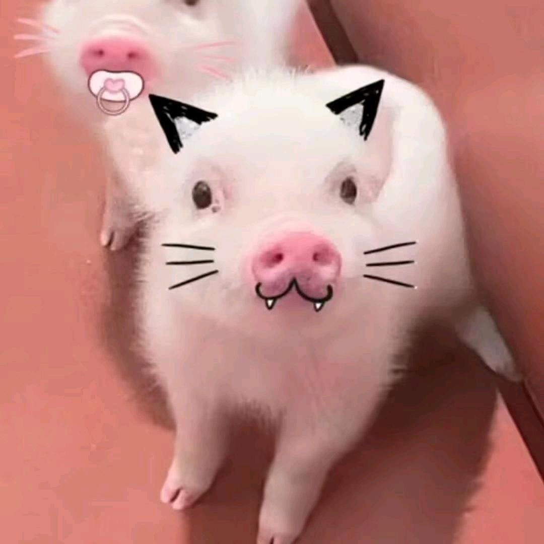 糊上都不给你