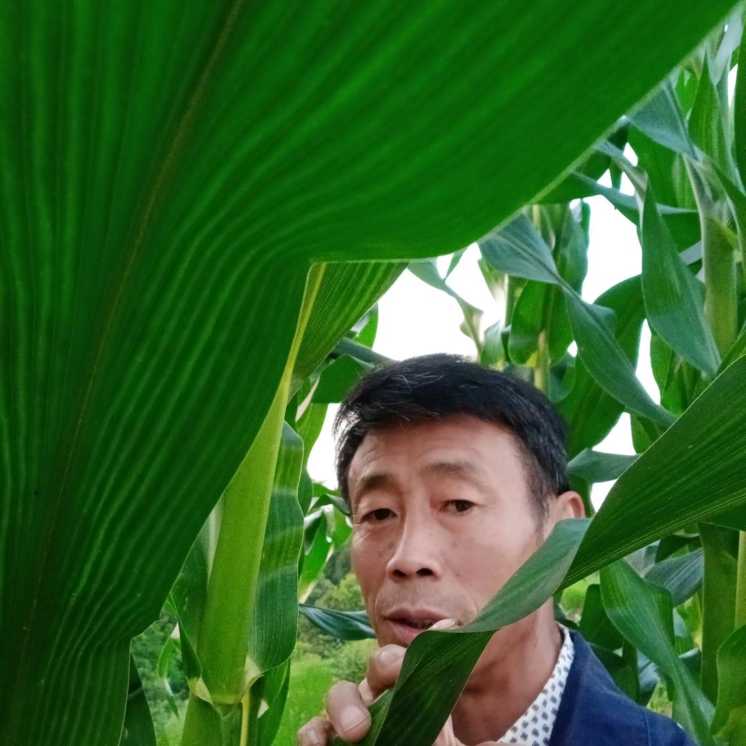 朱先进
