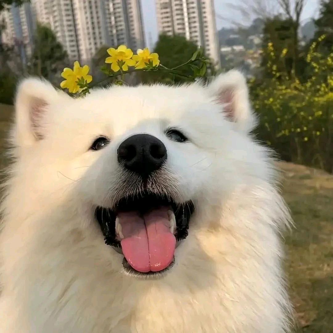 萨摩耶耶耶～